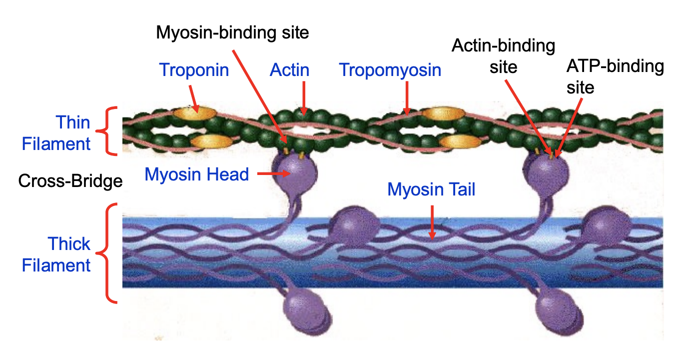 <ul><li><p><span>the myosin head of the thick filament binds to the actin (thin filament) during muscle contraction, forming a connection that allows the filaments to slide past each other, resulting in muscle shortening</span></p></li></ul><p></p>