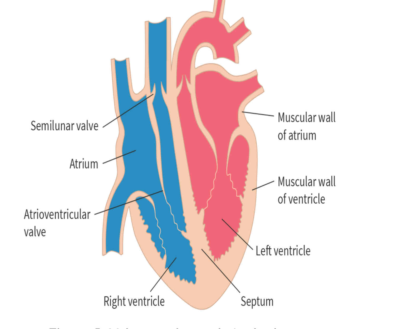 <ul><li><p>left ventricle has thickest wall because it pumps blood the furthest distance so more force must be generated</p></li><li><p>September: separates oxygenated and deoxygenated blood</p></li></ul>