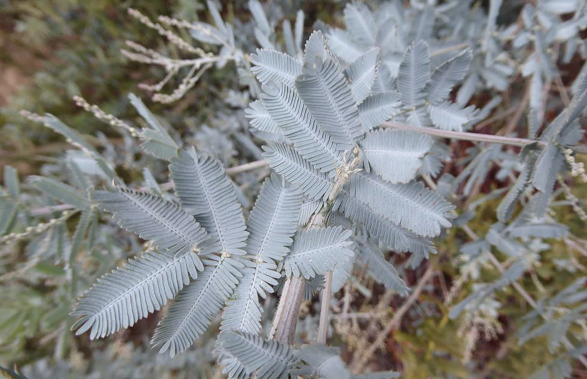 <p><em>Acacia baileyana</em><span> </span></p>