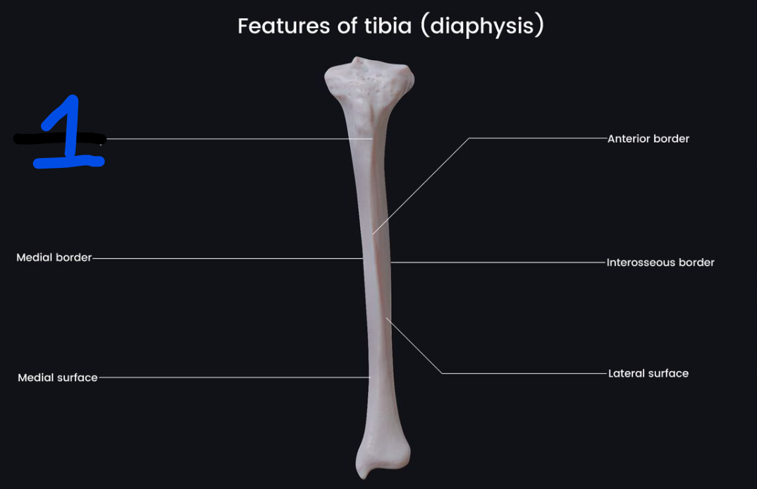 <p><span style="font-family: Arial, sans-serif">Name the bone marking found at 13</span></p>