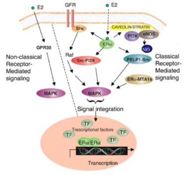<ul><li><p><span style="background-color: transparent;">Muscles and white blood cells have the SAME DNA but they look different because we use different things to tell cells to be a blood cell, hair cell, or muscle cell ect ect&nbsp;</span></p></li><li><p><span style="background-color: transparent;">Stem cell differentiate</span></p></li></ul><p></p>