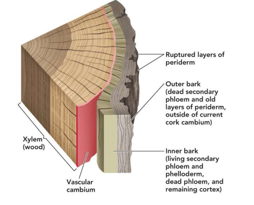 <p>dead tissue (includes dead secondary phloem, all layers of periderm outside of most recent cork cambium)</p><ul><li><p>Dead outer bark provides protection</p></li></ul><p></p>