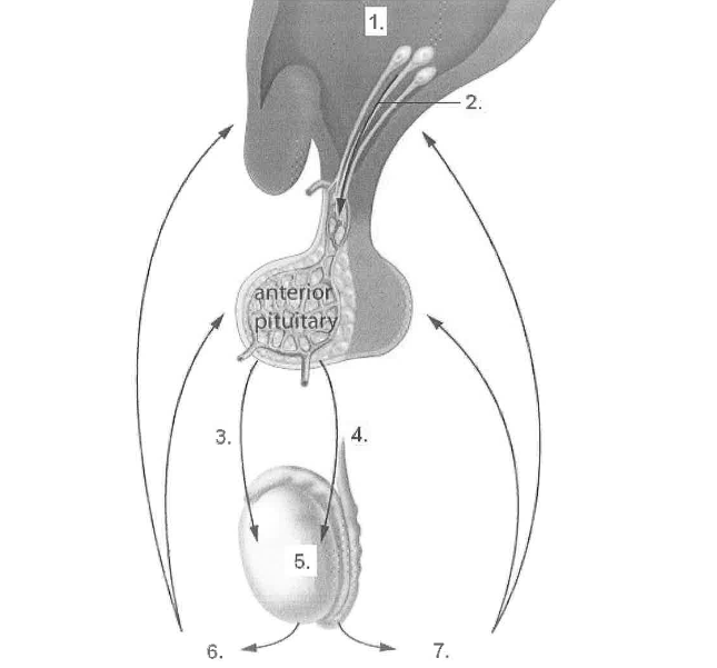 <p><strong>Label the presented hormone feedback above (male reproductive system) </strong></p><ol><li><p></p></li><li><p></p></li><li><p></p></li><li><p></p></li><li><p></p></li><li><p></p></li><li><p></p></li></ol><p></p>