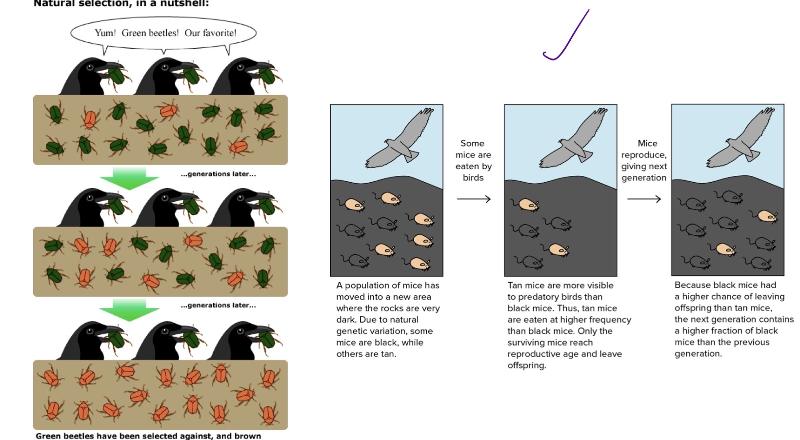 knowt flashcard image