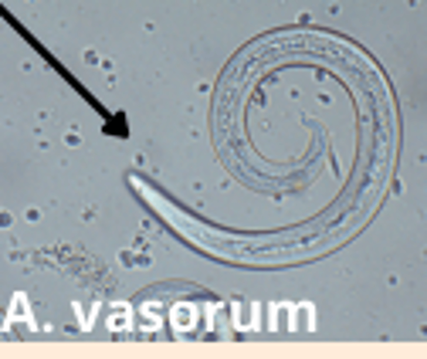 <p>- Bronchoalveolar lavage (l1s + eggs preset in the trachea)</p><p>- fecal analysis</p><p>- Radiography</p>