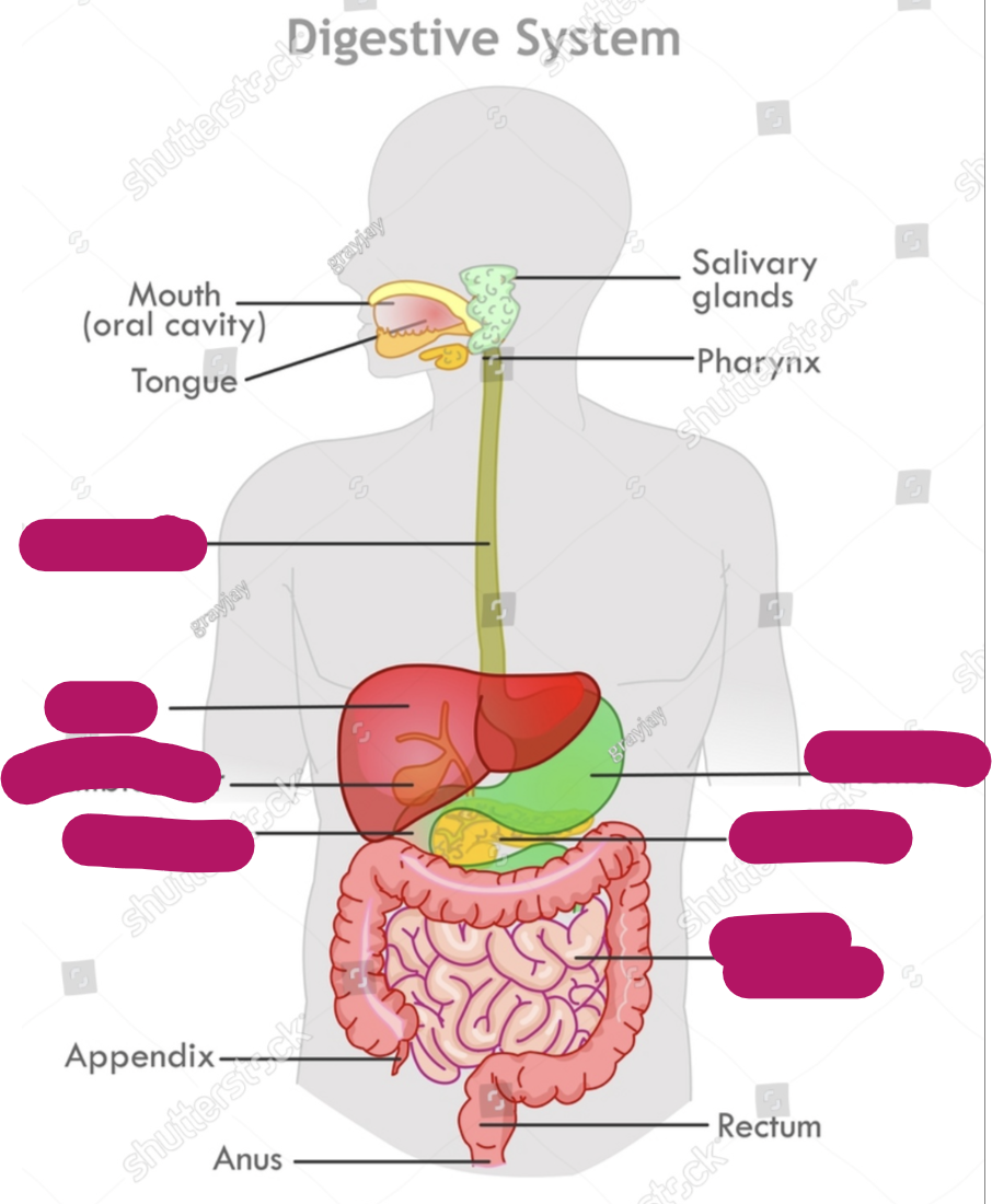 <ul><li><p><strong>gastrointestinal (GI) aka digestive tract aka digestive system aka gut includes what</strong></p></li><li><p><strong>Antral mucosa</strong> is what</p><ul><li><p>what is antrum?</p></li></ul></li><li><p><strong>Gastric</strong></p></li></ul><p></p>