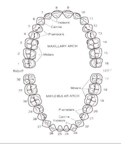 <p>I 2/2 (incisor)<br>C 1/1 (canine)<br>P 2/2 (premolar)<br>M 3/3 (molar)</p>