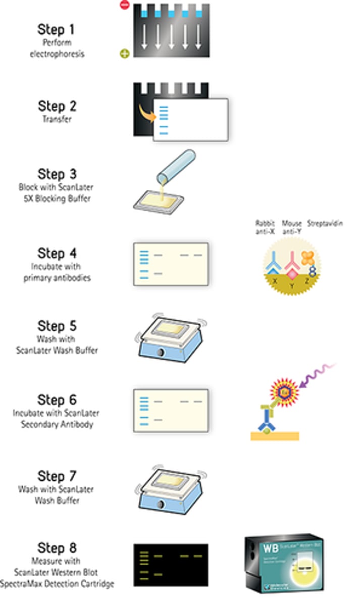 <p>1. Perform gel electrophoresis</p><p>2. Transfer to nitrocellulose membrane or PVDF --&gt; either wet or semi-dry)</p><p>3. Block membrane with neutral protein (BSA or milk casein)</p><p>4. Incubate with primary antibody - specific to the target protein</p><p>5. Incubate with secondary antibody -&gt; labelled secondary antibody specific to primary antibody, conjugated with HRP</p><p>6. Develop and analyze results - detect via chemiluminescent</p>