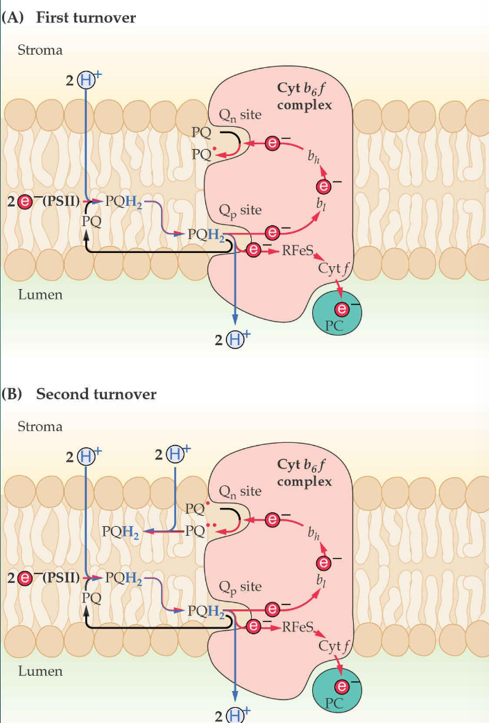 <p>Première phase : le premier turnover </p><ul><li><p>PQH₂ (plastoquinol), qui est réduit dans le PSII, arrive au complexe cytochrome b6f.</p></li><li><p>PQH₂ cède deux électrons (e⁻) au complexe :</p><ul><li><p>Un électron est transféré vers le site Qp et ensuite vers le plastocyanine (PC) via le cytochrome f.</p></li><li><p>Le deuxième électron est envoyé au site Qn à travers le complexe cytochrome b6f, et il réduit une molécule de PQ (plastoquinone) en semiquinone (PQ•).</p></li></ul></li><li><p>Simultanément, deux protons (H⁺) sont libérés dans le lumen depuis PQH₂.</p></li></ul><p>Second turn over</p><ul><li><p>lors du second cycle, un autre PQH₂ arrive, se ré-oxyde au niveau de <strong>Qp</strong>, libère <strong>deux autres électrons</strong> :</p><ul><li><p>Un électron suit le même chemin vers <strong>PC</strong> (plastocyanine).</p></li><li><p>L'autre rejoint le <strong>semiquinone (PQ•)</strong> dans le site <strong>Qn</strong>. Ce dernier capte un <strong>deuxième électron</strong> et se réduit complètement en <strong>PQH₂</strong>.</p></li></ul></li><li><p><strong>Deux protons supplémentaires</strong> sont encore libérés dans le lumen, accentuant le gradient de protons.</p></li></ul><p></p>