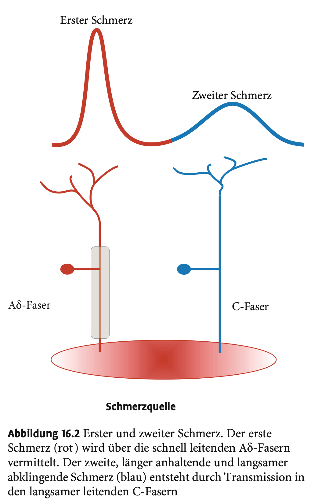 <p><span><strong>Erregungsleitung</strong></span></p><p>&nbsp;</p><p>&nbsp;</p><ol><li><p><span><strong>Ad-Fasern (schneller, myelinisiert)</strong></span></p></li></ol><p>&nbsp;</p><ul><li><p><span>Leitungsgeschwindigkeit: bis zu 20 m/s</span></p></li><li><p><span>Vermitteln den ersten Schmerz:</span></p><ul><li><p><span>Scharf, kurz, gut lokalisierbar</span></p></li><li><p><span>Wichtig für Schutzreflexe (z. B. Zurückziehen bei Stich)</span></p></li></ul></li></ul><p>&nbsp;</p><p>&nbsp;</p><ol start="2"><li><p><span><strong>C-Fasern (langsam, unmyelinisiert)</strong></span></p></li></ol><p>&nbsp;</p><ul><li><p><span>Leitungsgeschwindigkeit: bis zu 5 m/s</span></p></li><li><p><span>Vermitteln den zweiten Schmerz:</span></p><ul><li><p><span>Dumpf, brennend, länger anhaltend</span></p></li><li><p><span>Besonders dicht in Haut, Hornhaut, Zahnwurzel</span></p></li></ul></li></ul><p>&nbsp;</p><p>&nbsp;</p><p><span><strong>Anatomischer Exkurs:</strong></span></p><ul><li><p><span>Warum langsame Fasern?</span></p><ul><li><p><span>Raumersparnis: Dünne Fasern dominieren → das Bündel bleibt kompakt</span></p></li><li><p><span>Trotz hoher Anzahl an Nozizeptoren wird das Nervengewebe nicht zu voluminös</span></p></li></ul></li></ul><p></p>