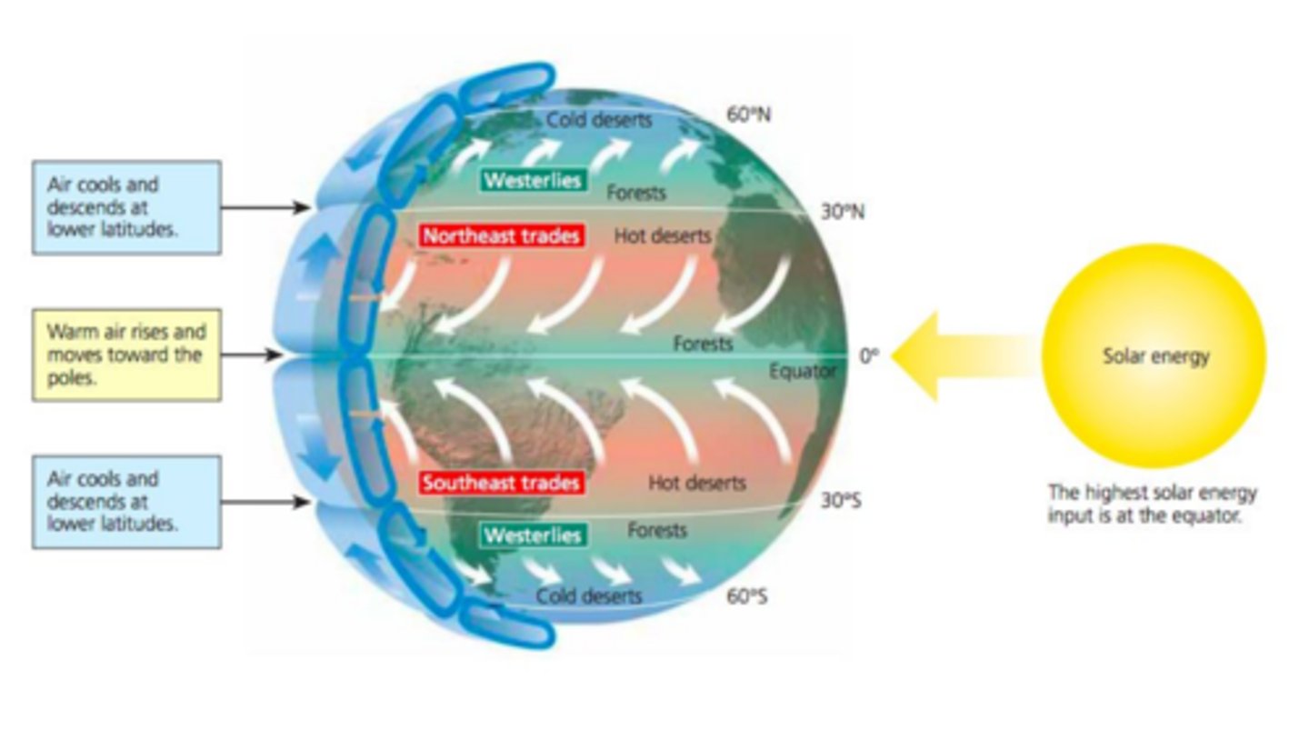 <p>air cools and descend at lower latitudes between the ____ and northeast/southeast ____</p>