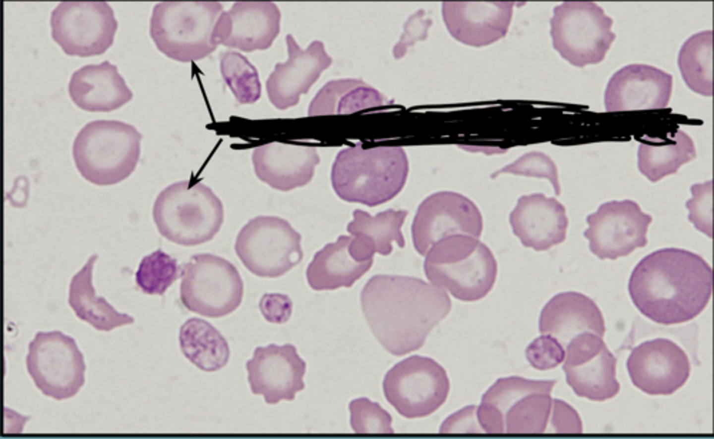 knowt flashcard image