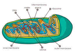 <ul><li><p>Double membrane </p></li><li><p>Inner membrane folded to form cristae</p></li><li><p>Ribosomes (70S)</p></li><li><p>Circular DNA</p></li></ul>