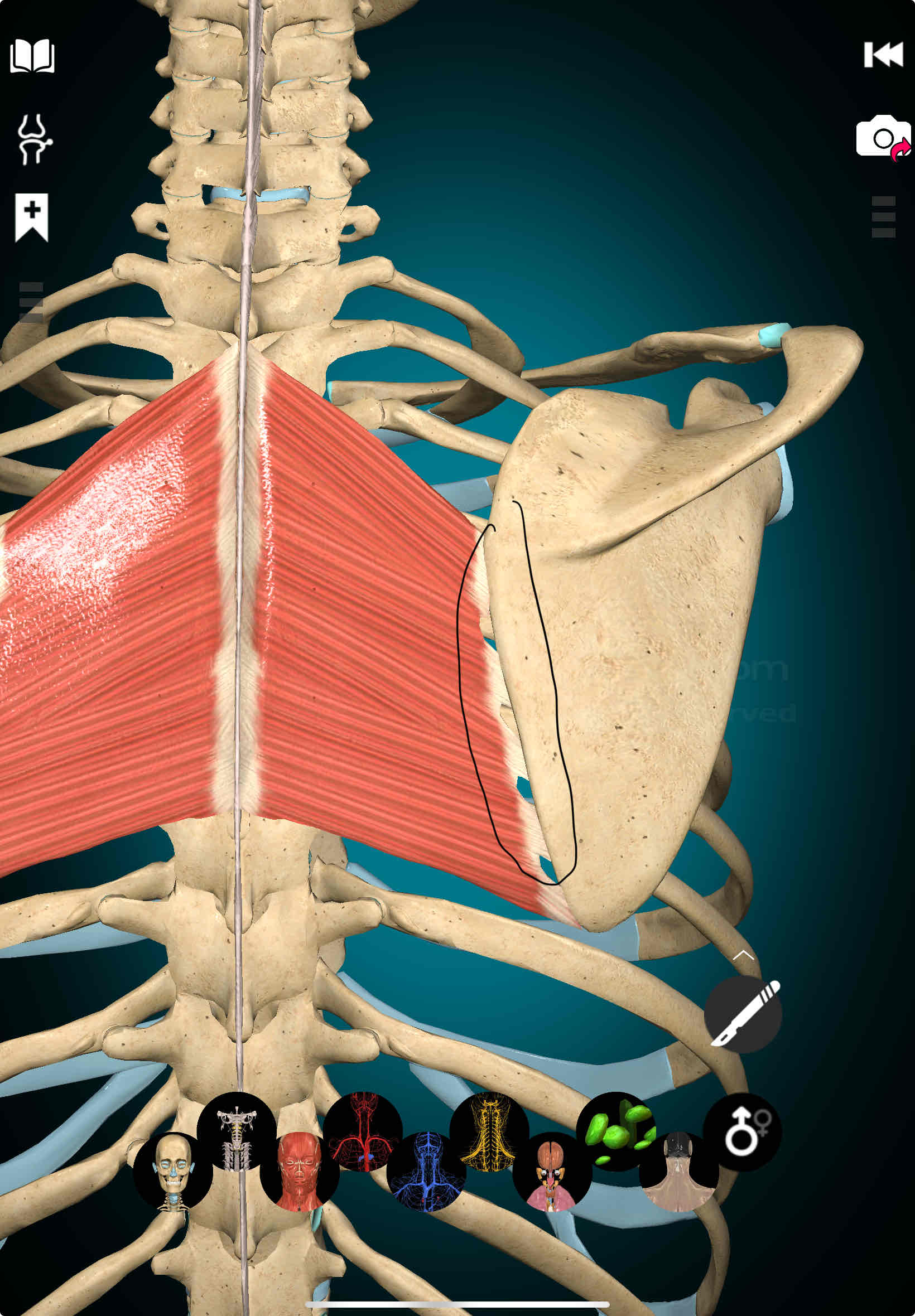 <p>Rhomboids Insertion</p>