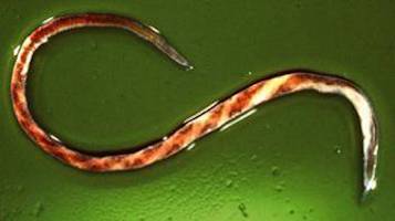 <p><mark data-color="#fffd00" style="background-color: rgb(255, 253, 0); color: inherit;">haemonchus contortus</mark>. blood sucking worm that affects ruminants and can cause severe anemia. tapered at both ends. females are red and white striped like barber pole. males are solid red and smaller. larva climb grass blades. adults attach to abomasum.</p>