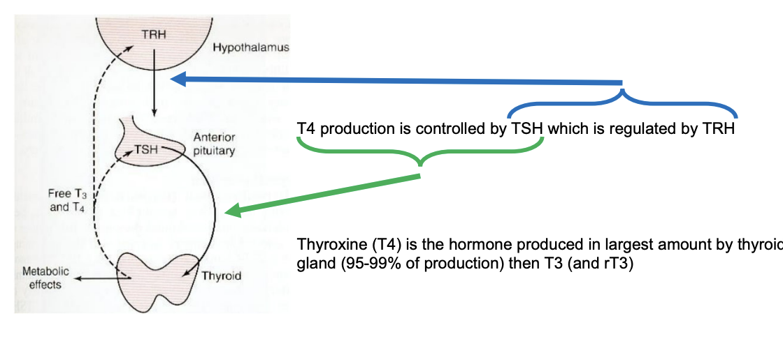 <p>TRH</p>