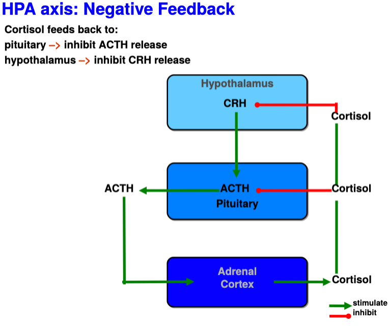 <p>Negative feedback of cortisol onto hypothalamus and pituitary</p>