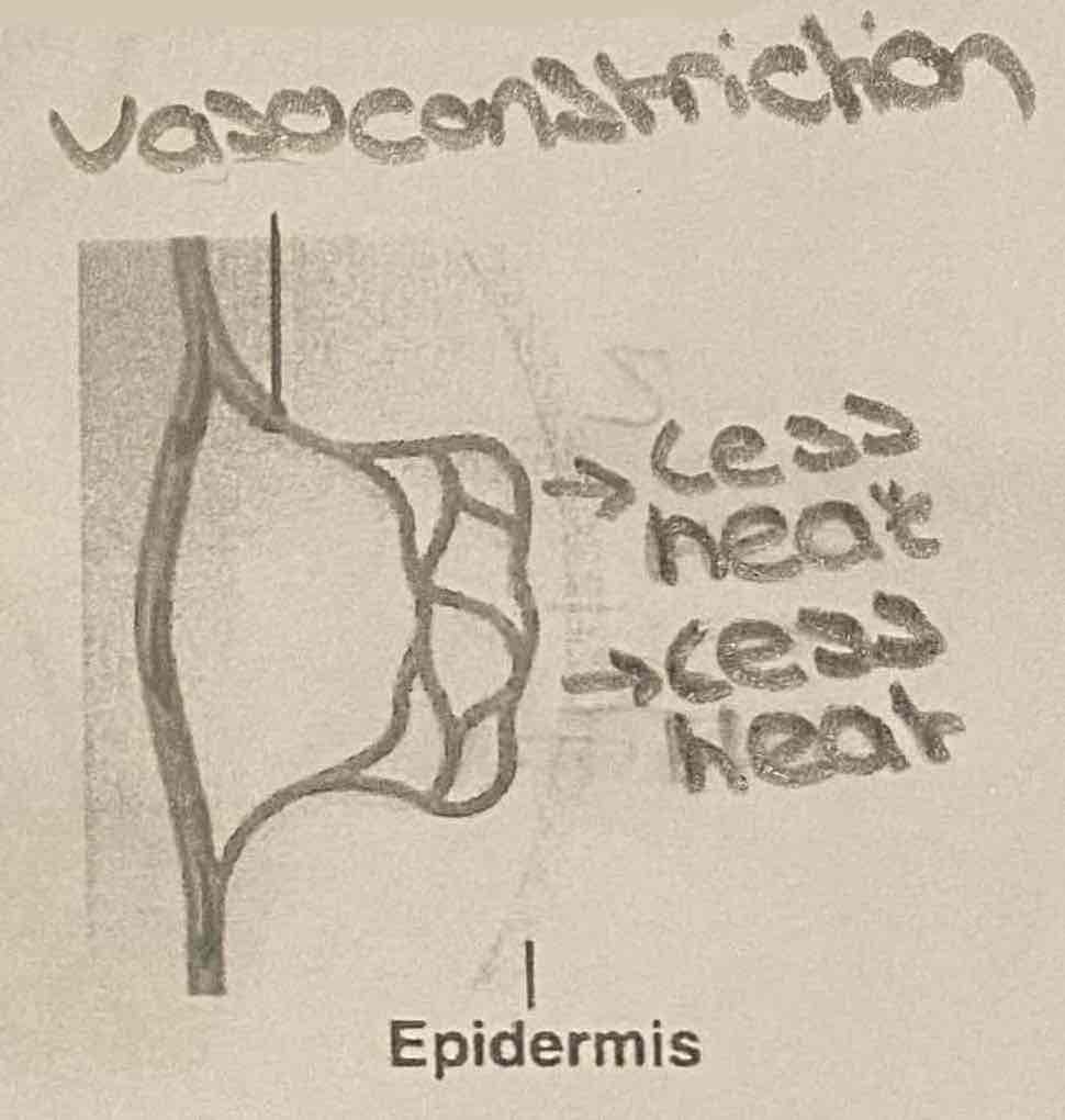 <p>Vasoconstriction</p>