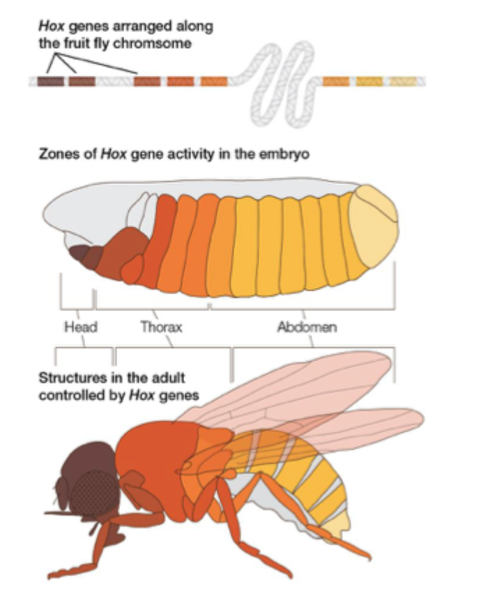 <p></p><p>How genes encode transcription factors</p><p>Regular aspects of morphogenesis in animals</p><p>Evolutionarily conserved </p><p>How gene → target gene</p><p></p>