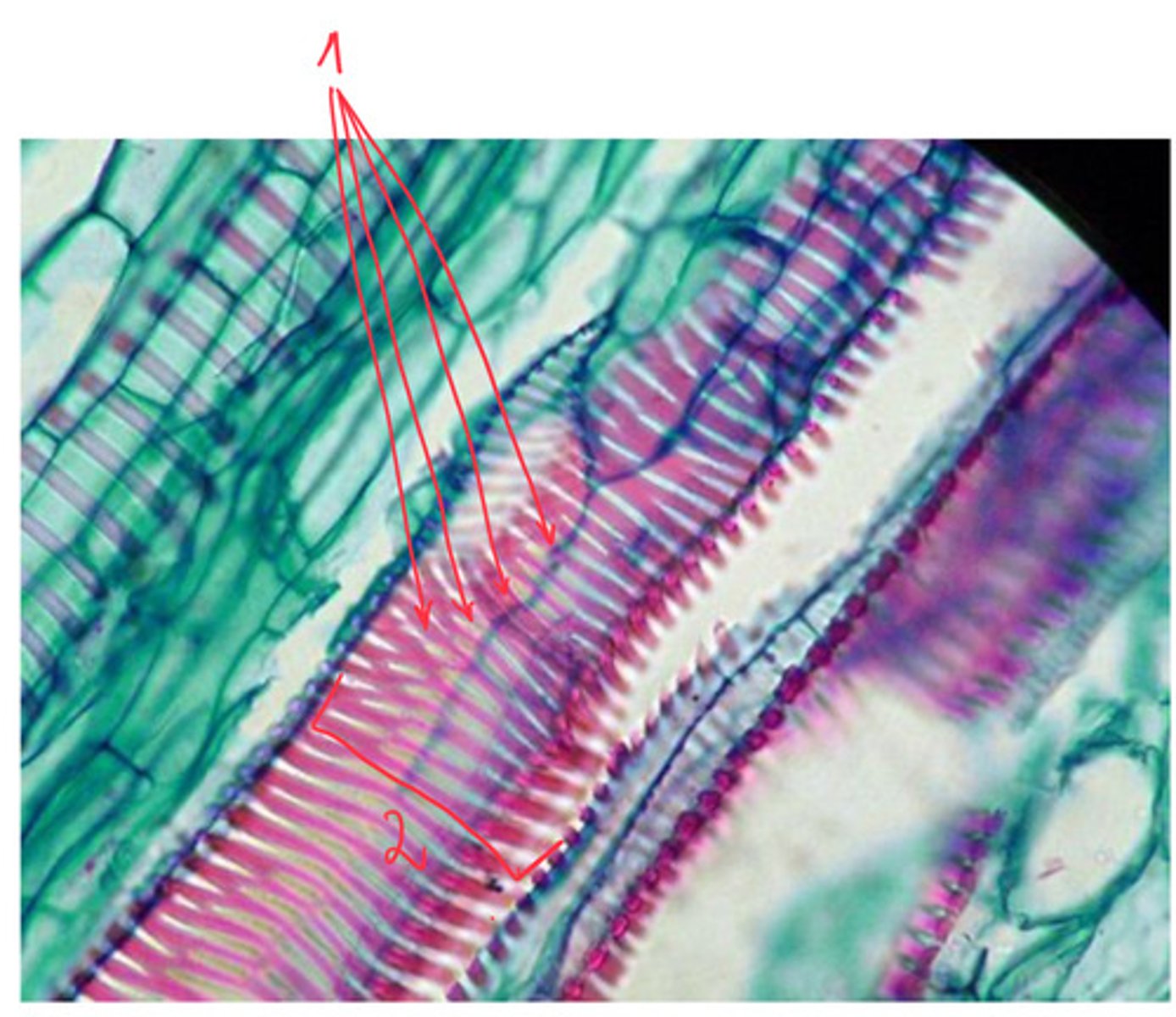 <p>2</p>