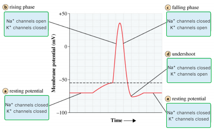 <p>Action Potential Stages:</p><ul><li><p>Resting Potential: All Na+ and K+ channels are closed</p></li><li><p>Depolarization: Some Na+ channels open, and Na+ flows into the cell. This causes a reduction in the magnitude of the membrane potential (goes from -80mv to 0mv)</p></li><li><p>Rising Phase: The threshold is crossed, <span>the movement of many types of ions (both inside and outside the cell) alters the distribution of charges near other Na+ channels causing them to open,</span> and the membrane potential increases (0mv to +50mv). More Na+ flows into the cell.</p></li><li><p>Action Potential: This is reached at the peak of the curve, +50mv</p></li><li><p>Falling Phase: Voltage gated Na+ cells become inactive, and K+ channels open, allowing K+ to flow out of the cell, leading back to hyperpolarization (-85mv)</p></li><li><p>Undershoot: The membrane permeable to K+ is higher than at rest, then voltage gated K+ channels close and resting potential is restored (-80mv)</p></li></ul><p></p><p>(T/F)</p>