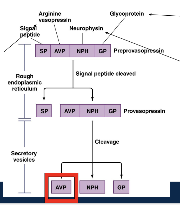 <p>RER: arginine vasopressin apart of larger polypeptide as preprovasopressin (includes neurophysin and glycoprotein and signal peptide —&gt; signal peptide cleaved making provasopressin —&gt; leaves RER —&gt; modified packaged by Golgi apparatus into secretory vesicle —&gt; cleavage again into AVP (and glycoprotein and neurophysin)</p><p>Secretory vesicles: cleavage again to separate AVP</p>