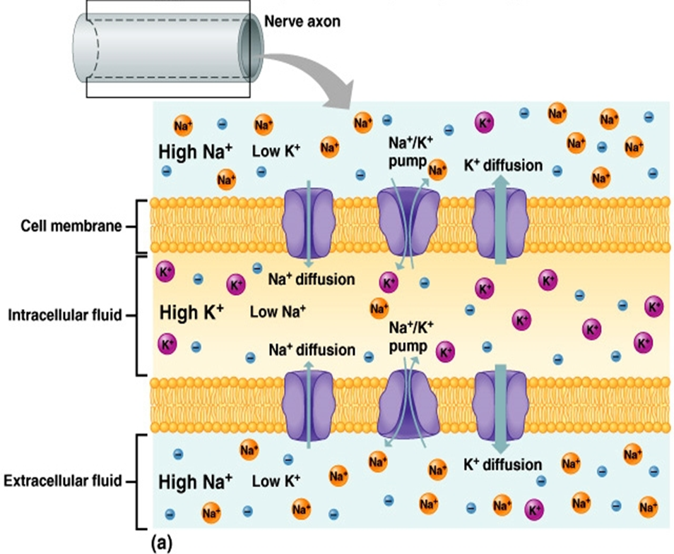 <p>We don’t have free electrons in the body as we do in an electrical circuit. Electrical currents in the body are  </p>