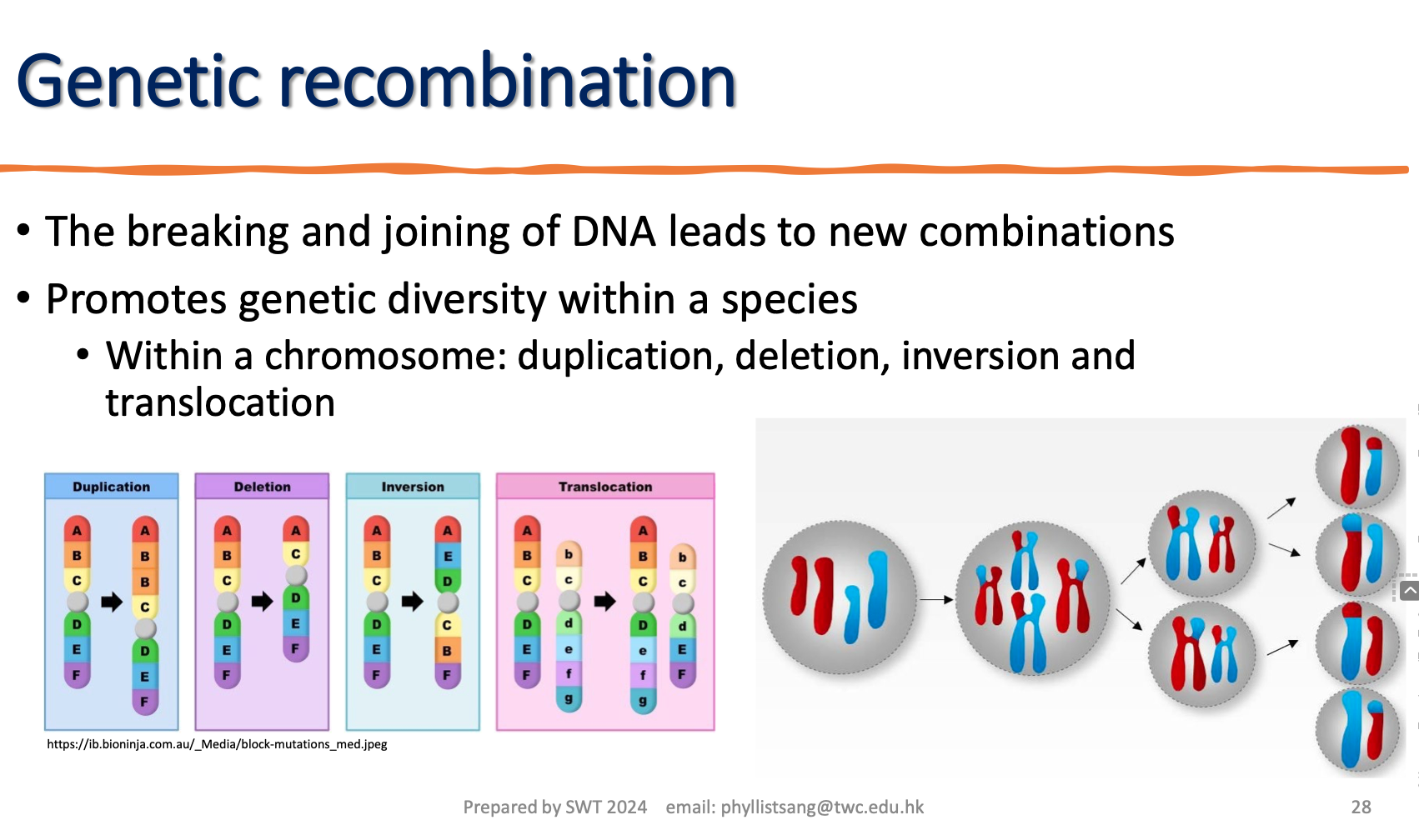 <p>types of genetic recombination in chromosome </p>