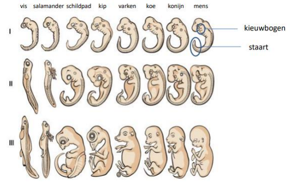 <p>Grote gelijkenissen tussen embryos van heel verschillende soorten tijdens eerste fasen van embryonale ontwikkeling • Karakteristieken die eigen zijn aan eerder gevolueerde diersoorten</p>