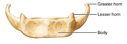 <p>attachment point for tongue and neck muscles, doesn’t articulate with any other bones</p>