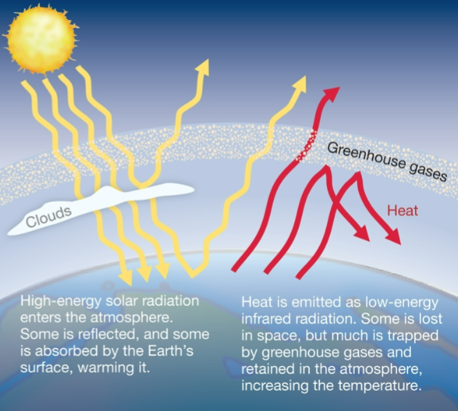 <ul><li><p>CO<sub>2</sub> is greenhouse gas</p><ul><li><p>traps heat radiated from earth that would be lost to space</p></li><li><p>can be absorbed by ocean</p></li><li><p>increase in atmospheric CO<sub>2</sub></p></li></ul></li><li><p>greenhouse effect is natural consequence of CO<sub>2</sub>’s physical properties</p><ul><li><p>greenhouse gases include methane (CH<sub>4</sub>), water vapor, &amp; nitrous oxide (N<sub>2</sub>O)</p></li></ul></li></ul><p></p>