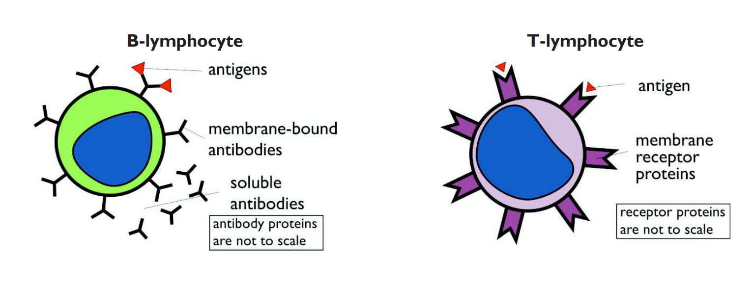 <p><strong>Receptor proteins:</strong></p><ul><li><p>only have one binding site &amp; are only found on the surface of T-lymphocytes → never free in solution</p></li><li><p>receptor proteins bind specifically to antigens to form antigen-receptor complexes</p></li></ul><p></p>