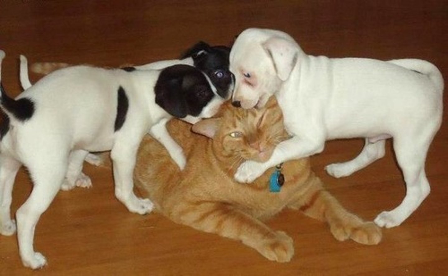 <p>accept what other people say or do even if you do not agree with it</p>