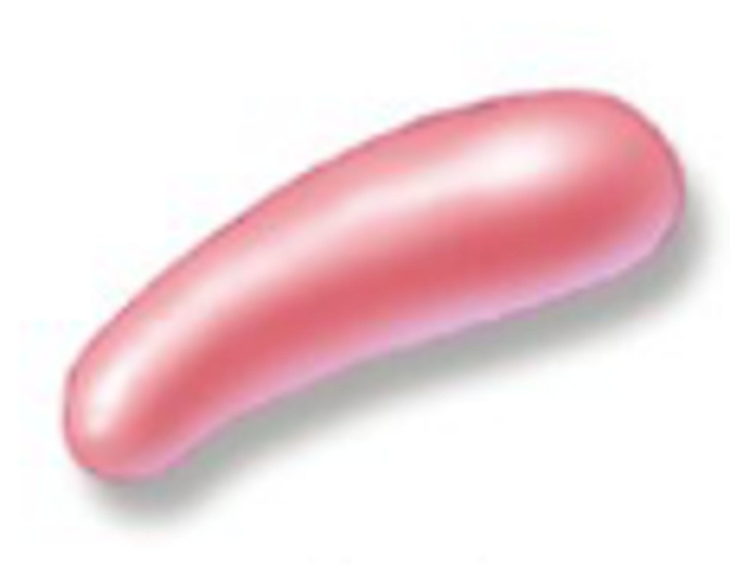 <p>comma-shaped</p>