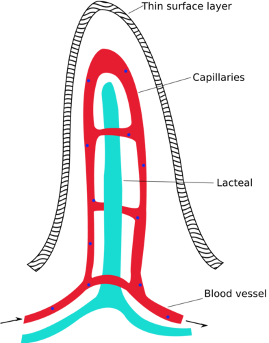 <p>blood capillaries and a lacteal</p>
