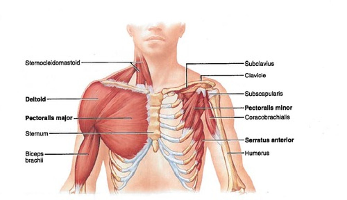 <p>Deltoid, pectoralis major, pectoralis minor, and serratus anterior</p>