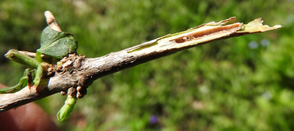 <ul><li><p>thicket shrub, grows outwards</p></li><li><p>opp branch</p></li><li><p>leaves: matte, ovate</p></li><li><p>twigs: brittle, hollow pith</p></li><li><p>buds: long, pointy</p></li><li><p>repro: red / orange berries</p></li></ul>