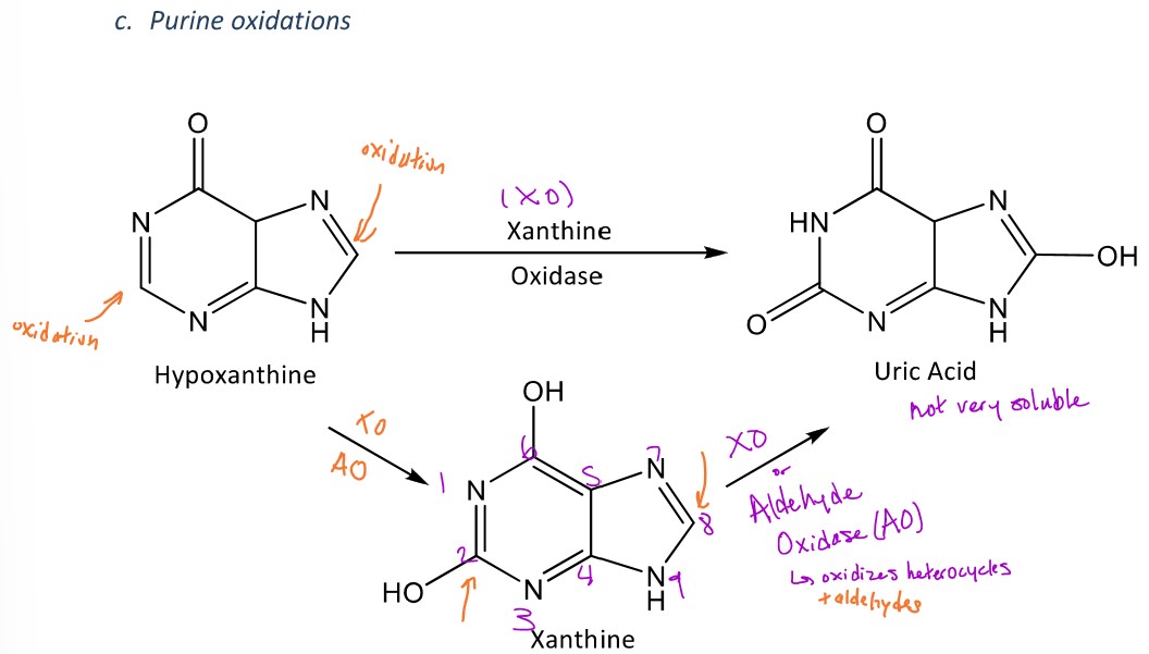 <p>A miscellaneous reaction in phase 1 metabolism in which a purine ring will be oxidized </p><p>Ex. <em>Hypoxanthine</em> (in image) will be oxidized into xanthine by adding an OH group to the C2 position and then <em>xanthine oxidase</em> will oxidize xanthine into uric acid by adding an OH group at the 8 carbon within the bicyclic ring <em>which will form uric acid</em></p><p>-<em>Aldehyde oxidase (AO)</em> can also form uric acid from xanthine because AO oxidizes heterocycles (like purine) and they like oxidizing groups at C2 (hydroxyl or amino groups)</p>