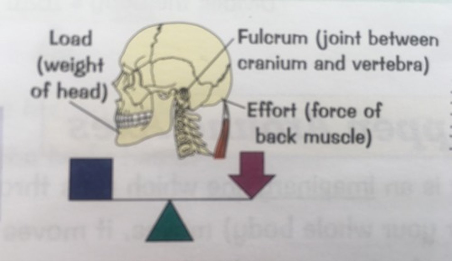 <p>axis of rotation is BETWEEN INTERNAL + EXTERNAL FORCES</p><p>- internal force = external force</p><p>- fulcrum between muscle force (internal force) + gravity (external force)</p><p>ex: seesaw</p>