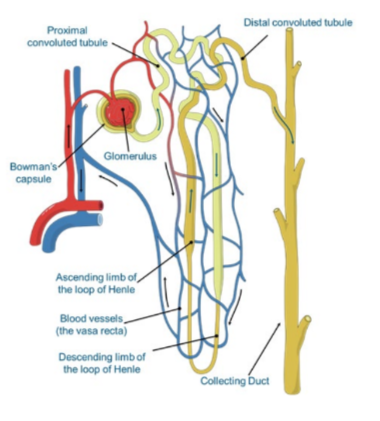 Water and bicarbonate is passively reabsorbed 

Glucose, amino acids, Na+ and Cl- (NaCl) are actively reabsorbed 

H+ is actively secreted into the tubule 

K+ may be passively reabsorbed 