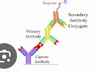 <p>What type of ELISA is this?</p>