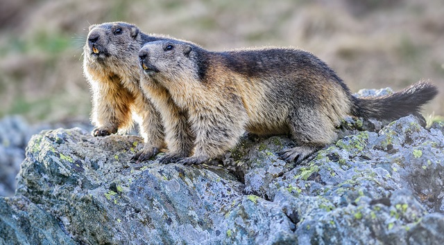 <p>zařaď živočicha do systému</p><p>Třída - řád - čeleď - druh čeština (latina)</p>