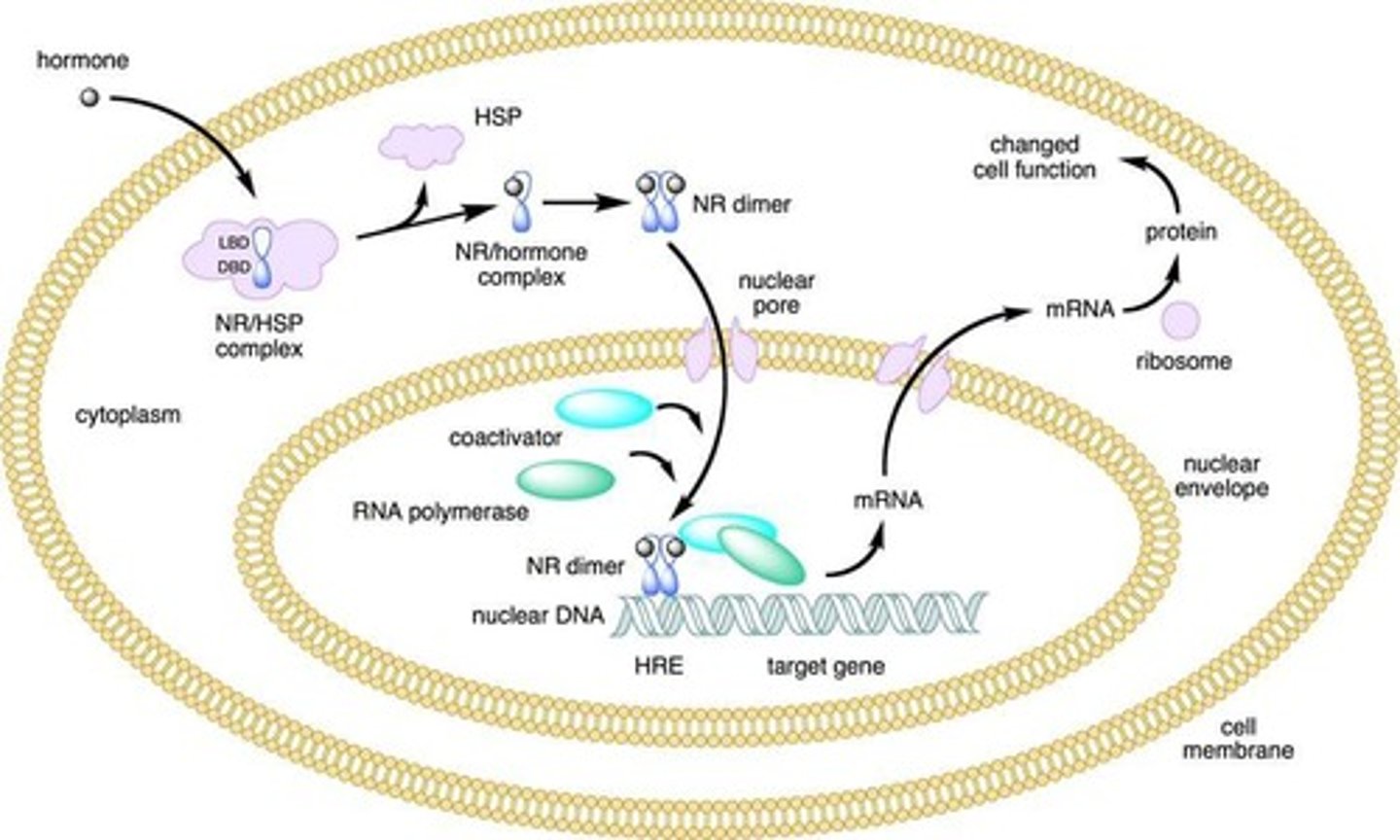 <p>Receptors located inside the cell that respond to hydrophobic ligands such as steroid hormones and thyroid hormones.</p>