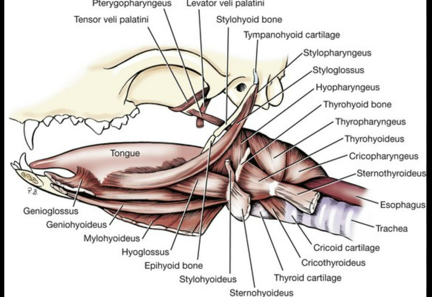 <ol><li><p>genioglossus m: runs from chin to tongue</p></li><li><p>-</p></li><li><p>geniohyoideus m</p></li><li><p>-</p></li><li><p>mylohyoideus m.</p></li></ol><p></p>