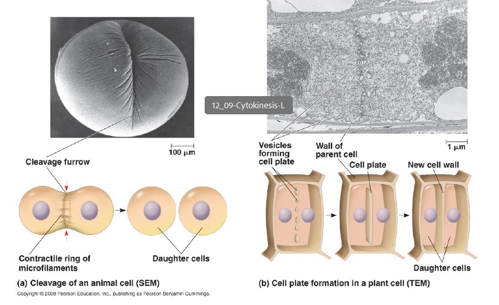 <p>Cytokinesis</p>