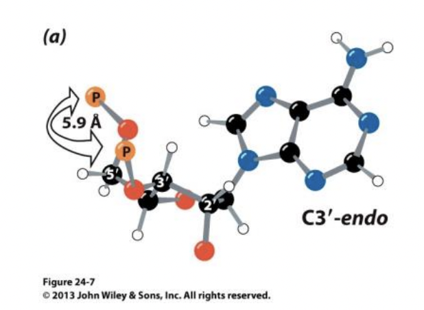 3’ Endo (Sugar Conformation)