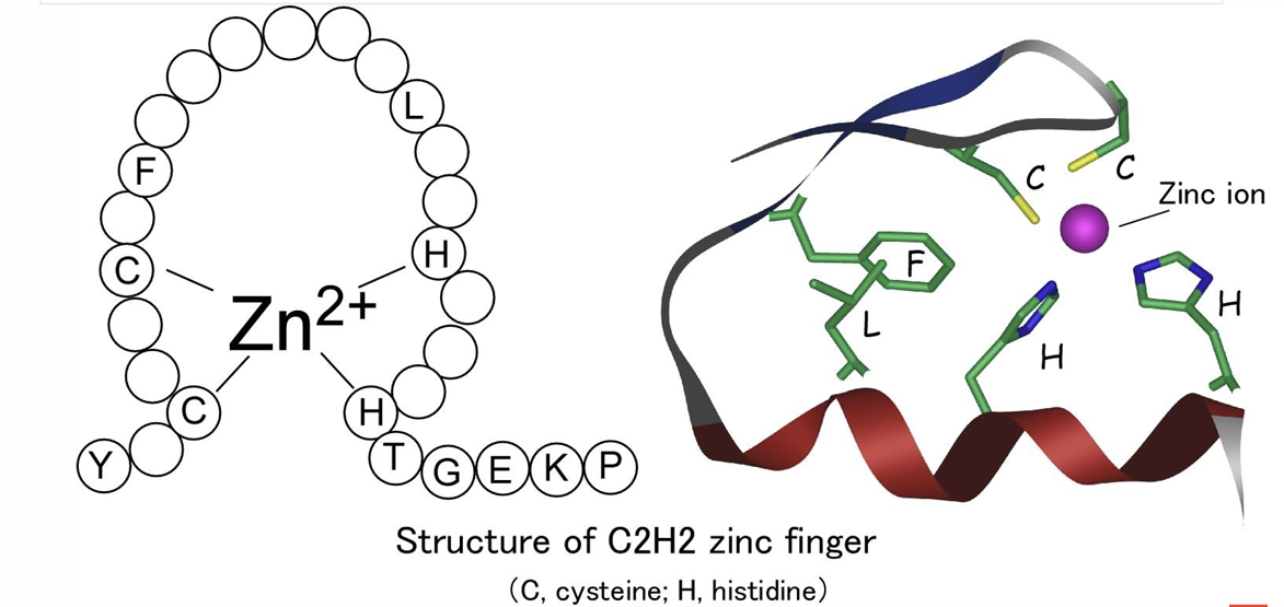<p>Es un motivo proteico frecuente en proteínas Eucariotas como el TFIIIA y el receptor de estrógenos. Suelen observarse múltiples dedos de zinc consecutivos. Está formado por 30 aas, de los cuales 2 Cys y 2 His aparecen coordinadas tetraédricamente con un ion Zn 2+</p>