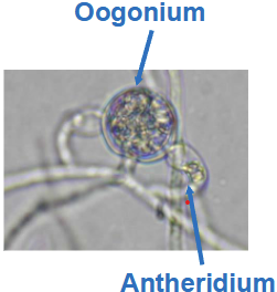 <p>Male structure (oomycetes)</p>