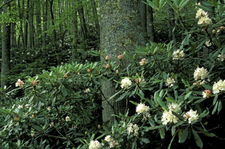 <p><em>Rhododendron maximum</em></p><p>Ericaceae</p>