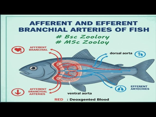 <p>arise from <strong>Ventral segments</strong></p><p><strong> </strong>(carry blood <em>to</em> gills)</p>